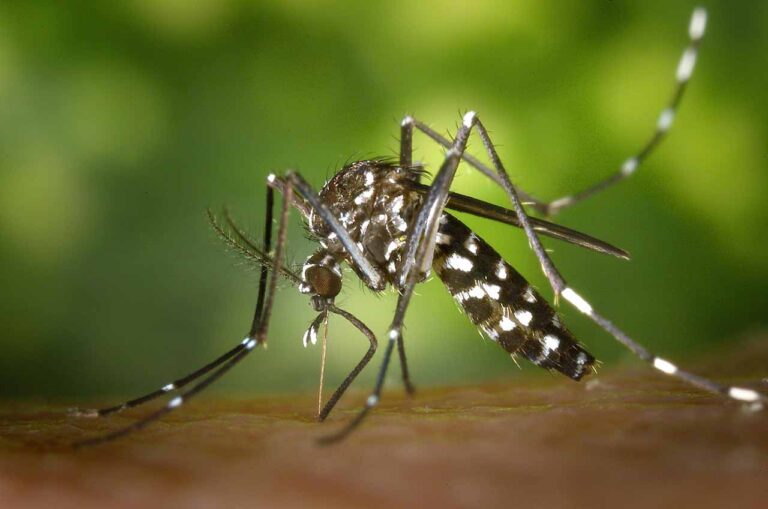Dengue – Panikmache oder wachsende Gefahr?