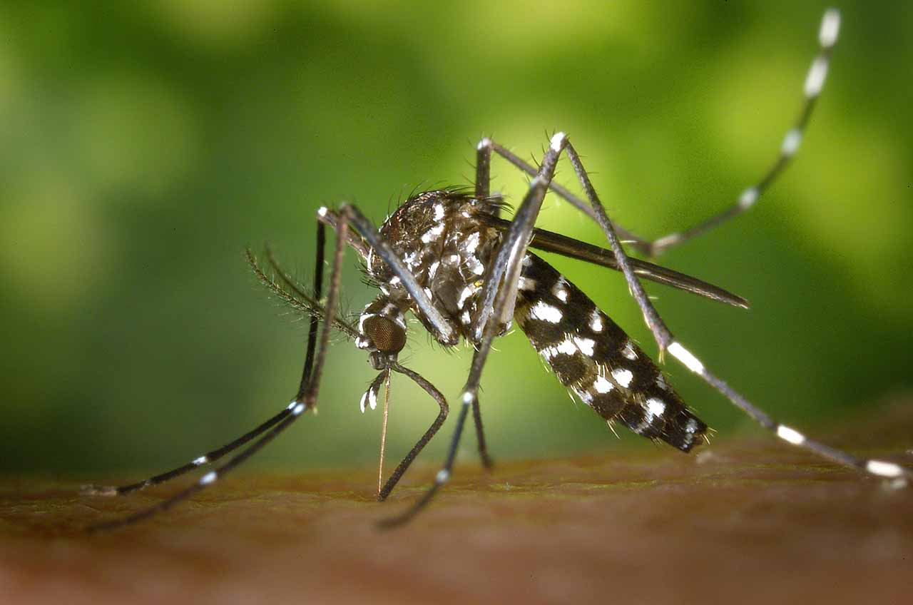 Dengue – Panikmache oder wachsende Gefahr?