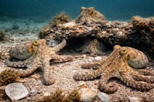 Jervis Bay und Octlantis in Australien